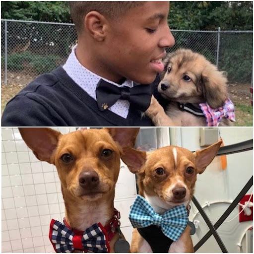 Darius Brown and dogs wearing his hand-sewn bow ties