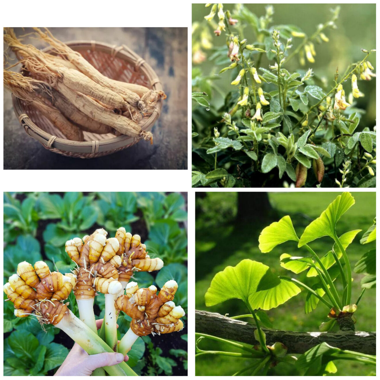 Ginseng; top left (Me & Qi), Astragalus; top right (EBAY), Turmeric‌‌‌‌; bottom left (Homestead and Chill), Ginkgo Biloba; bottom right (Indiamart)